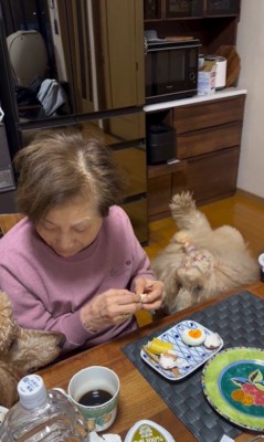 おばあちゃんの朝ご飯を狙うワンコたち7