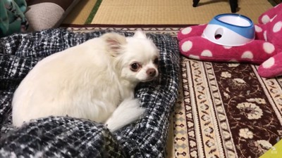 パパが先に寝ようとした時のコハクくん3