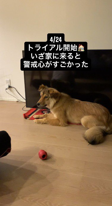 床に伏せて飼い主を横目で見る犬