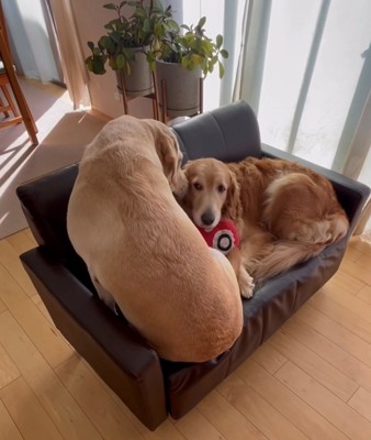 寄り添いながら顔を合わせる2匹の犬