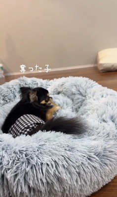 よもぎ君VSしょうぶ君の喧嘩9