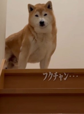 お兄ちゃん、頑張って…！