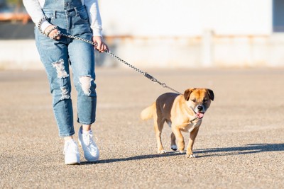 日差しを浴びて散歩、茶の垂れ耳の犬