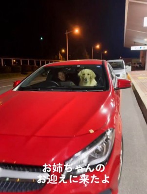 車に乗って女性を待つ犬と家族