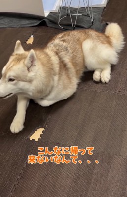 横を振り向くハスキー