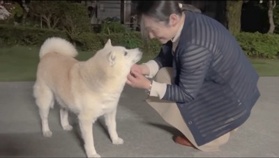 犬を撫でる女性と、女性を見上げる犬