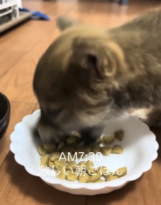 お皿に顔を突っ込んで食べる子犬