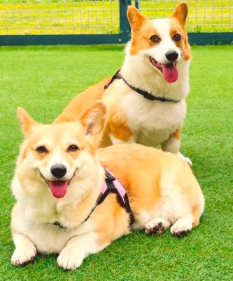 おもちちゃん＆たると君