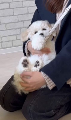 ぽむくんの成長