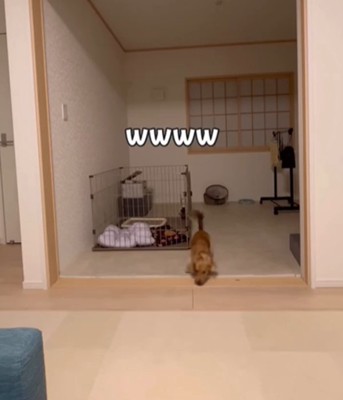 おもちゃをくわえた犬2