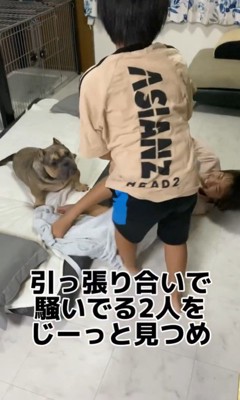 毛布の引っ張り合いに参戦するルッチくん