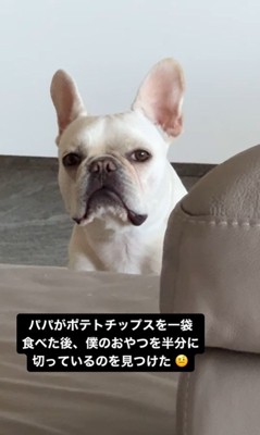 マイロくんの不信の眼差し3