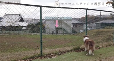 見えなくなるまで見つめるリーリエ