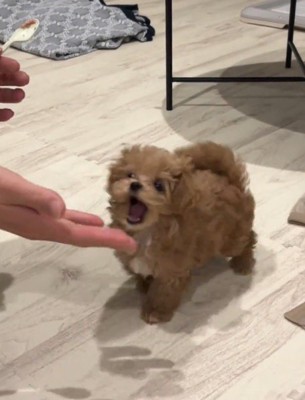 飼い主の手を目がけて口を開ける子犬