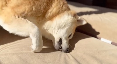 床に顔を擦り付ける犬