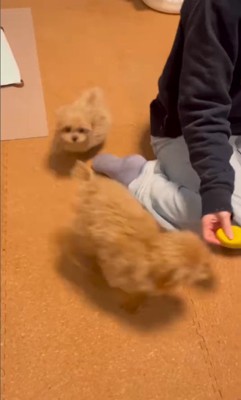 ぷぅちゃんとうみちゃんの初対面⑩