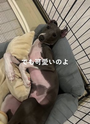 ケージでへそてんするイタリアングレーハウンド