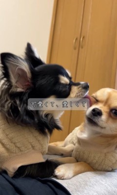 チコちゃんとナッツちゃんの6ヶ月間の軌跡7