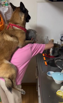 おんぶしてもらう大型犬