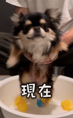 足をバタバタと動かす犬