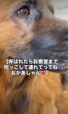 抱っこされる犬の顔