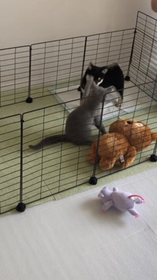 豆柴の鼻先を猫パンチする猫