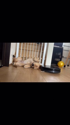 耳の上を踏んで通るルンバ