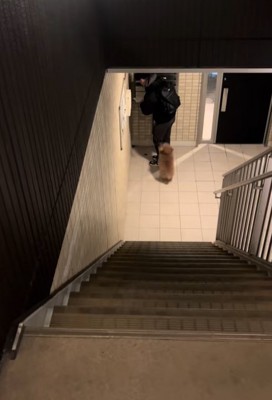 飼い主を迎えに行く小型犬