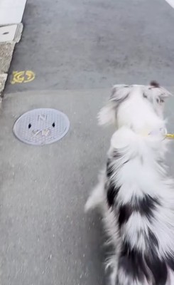 道路の上を歩く犬