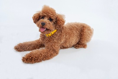 茶のトイプードル