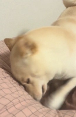 布団を前足で掘る犬