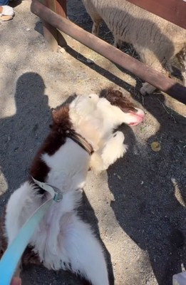 地面に寝転がってジタバタ