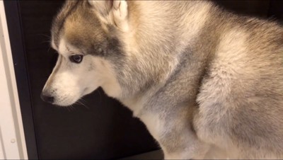 うつろな目をする犬