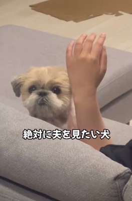 パパを見つめるワンコ