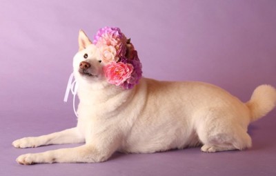 普段のゆき丸ちゃん