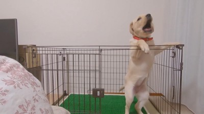 吠えて不満を露わに