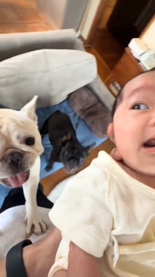 飼い主のお腹に前足をかけて立ち上がる犬