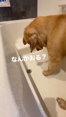 音が鳴る排水口をジッと見つめる犬