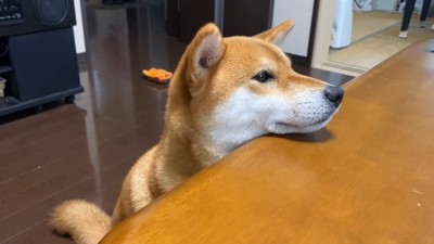 机にあごをのせて座る犬