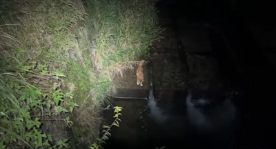 川辺に立ちすくむ犬