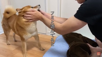 弟さんと遊ぶはちくん