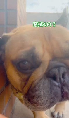 フレブルのアップ「窓拭くの?」