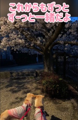 きなこちゃんの変化、もなかちゃんとの出会い⑩