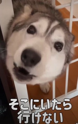 「早く来て!」