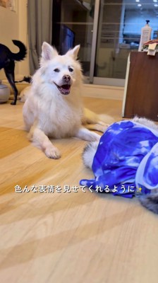 床に座って笑顔を浮かべる犬