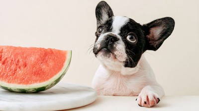 犬とスイカ