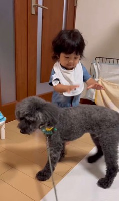 りつ君と実家のワンコ4