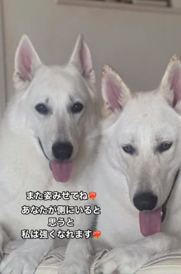 ウィルくんとルーカスくん