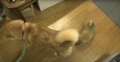 柴犬の後ろを追いかける柴犬の赤ちゃん