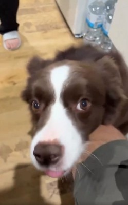 ボーダーコリーのテールちゃん